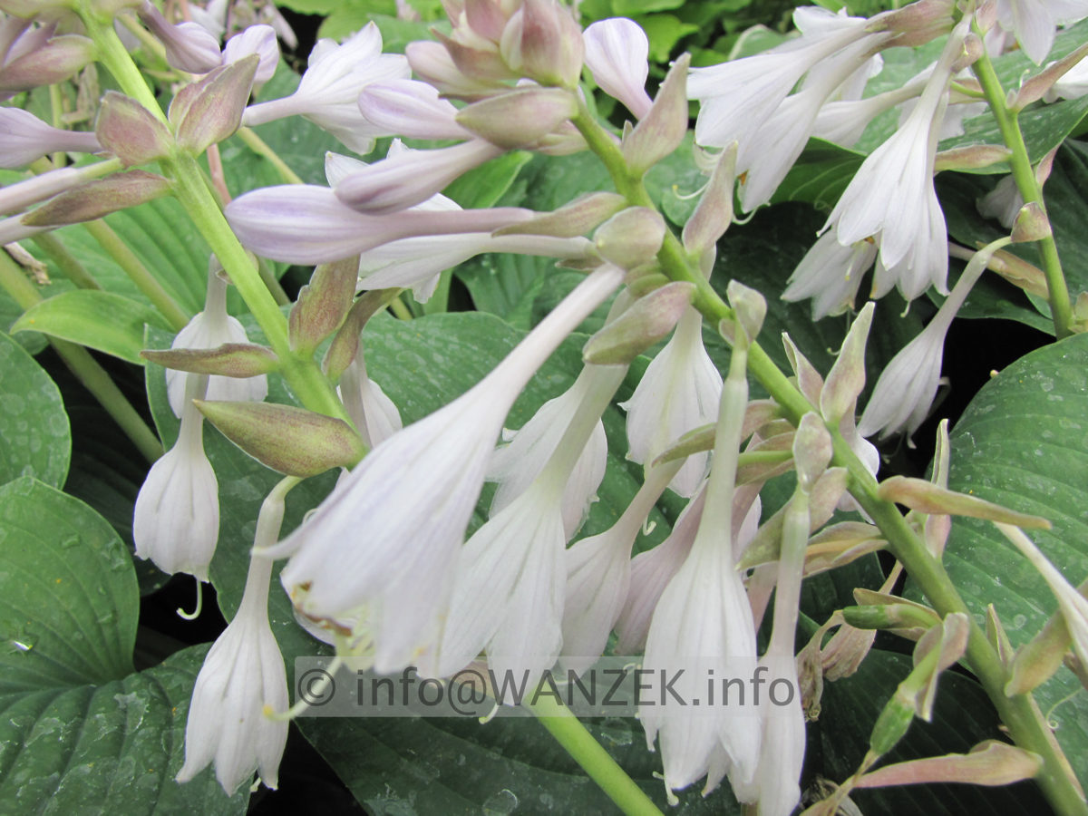 Hosta Hybride Henrieke Bluete.JPG